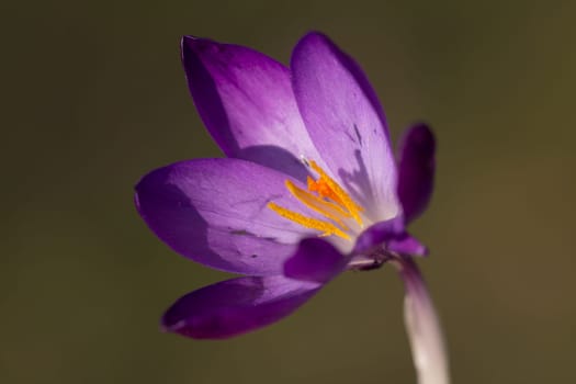 Crocus