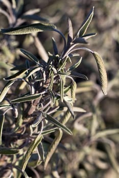 Sage