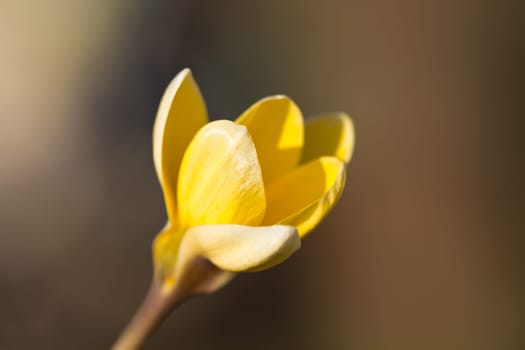 Crocus