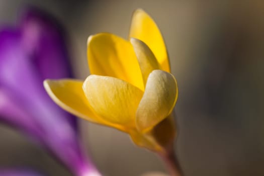 Crocus