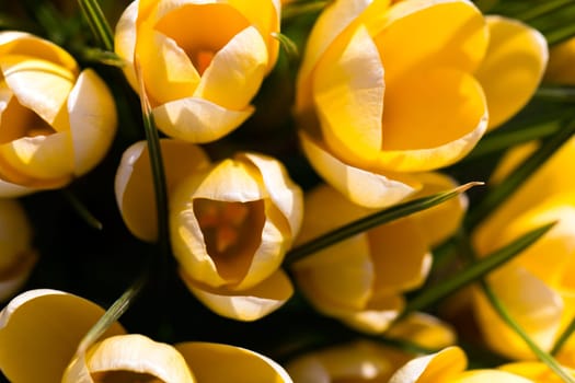 Crocus