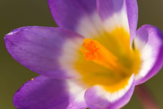 Crocus
