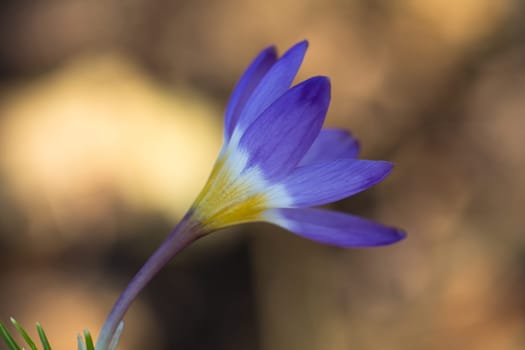 Crocus