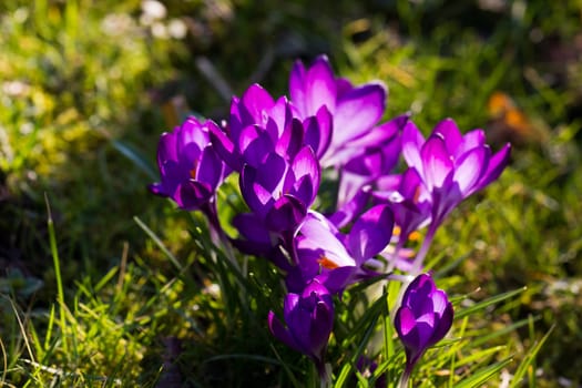 Crocus