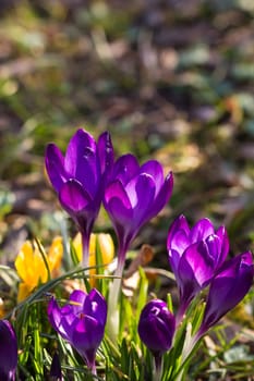 Crocus