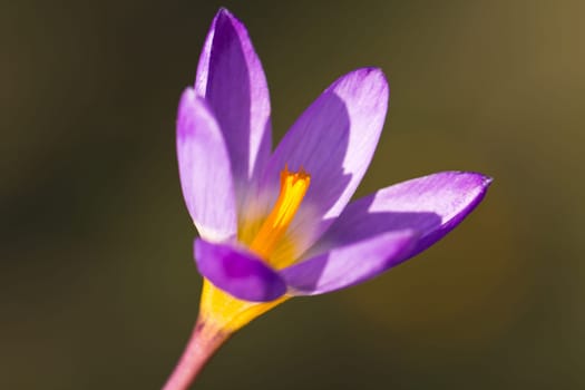 Crocus