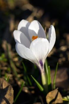 White Crocus
