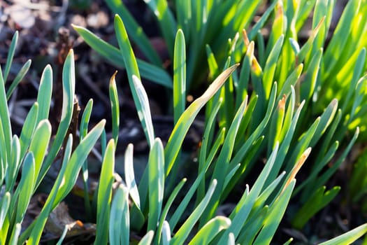 Sprouts Daffodils