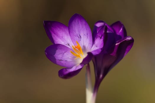 Crocus