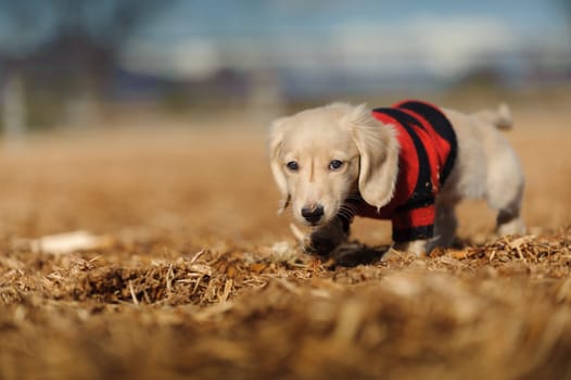 An eleven week old Dachshund puppy walks in wood chips. He looks at the camera and wears a red and black striped sweater. There are wood chips on his nose and sweater.