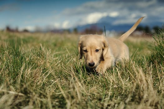 A purebred Dachshund puppy walks towards the camera through large clumps of grass on a late winter day. Focus is on the puppy&#039 s face with the background and foreground out of focus.