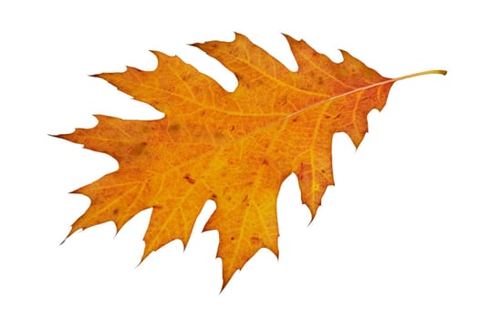 beautiful autumn leaf isolated on white background