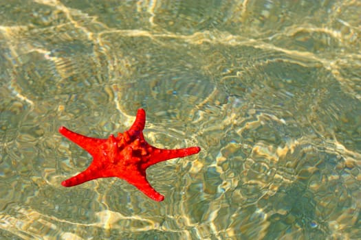 Beautiful red starfish in wavy shallow water