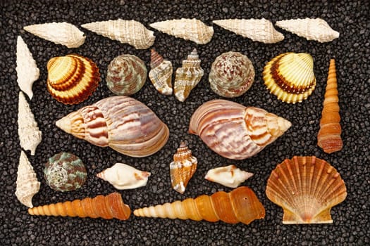 lot of seashells on black background
