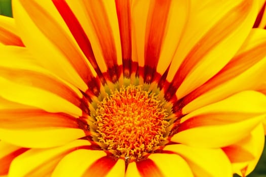 Flower of yellow gazania, closeup