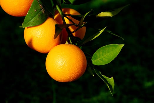 oranges plant