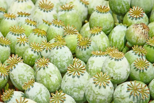 Lot of poppy seed capsules