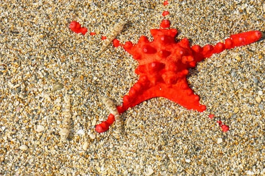 Beautiful red starfish in wavy shallow water