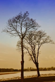 Trees