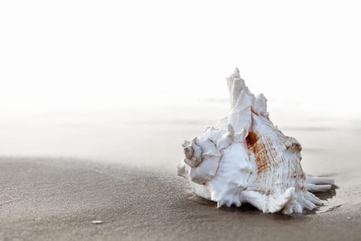 Exotic seashell on the sandy beach at sunrise