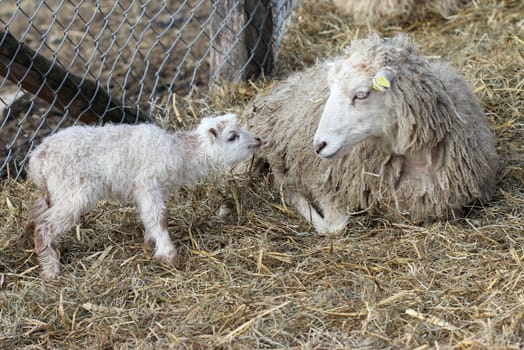 Skudden sheep with newborn lamb