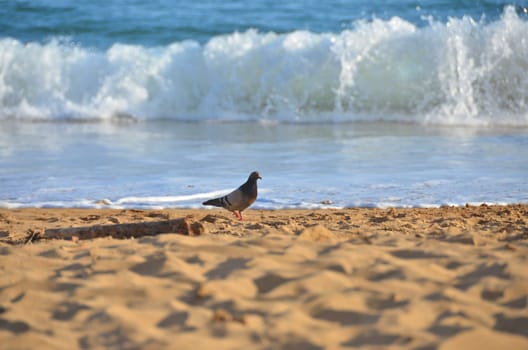 a dove sitting in the sand at the beach, waves in the background