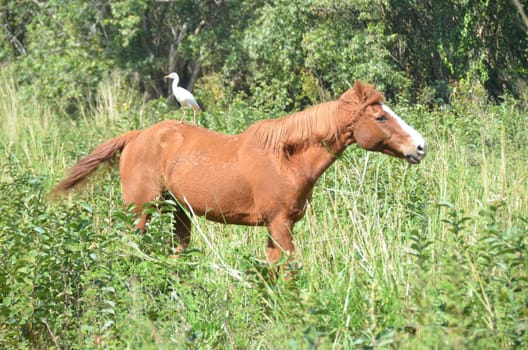 a white heron sitting on a brown horses back