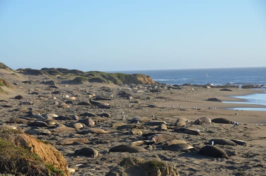 elephant seal colony on an californian beach