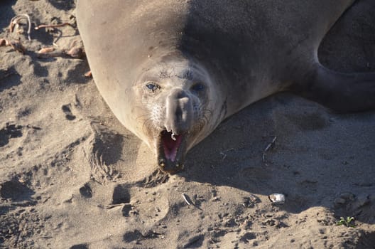 tired elephant seal yawning in the camera
