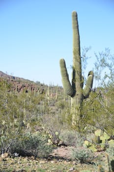 A tall saquaro cactus growing in an arid desert landscape