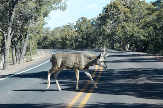 deer walking on the road makes traffic dangerous