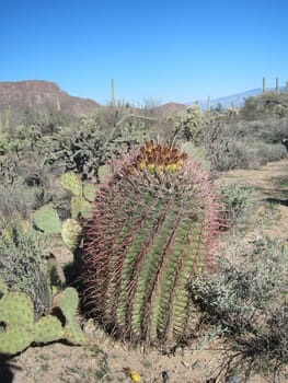 Large fleshy stem of a spiny desert cactus amongst prickly pear cactus in a desert environment