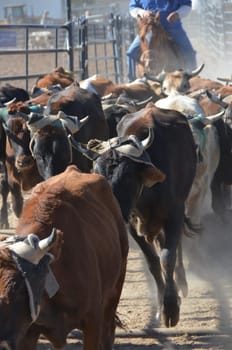 cows in the cattle with cowboy horseback