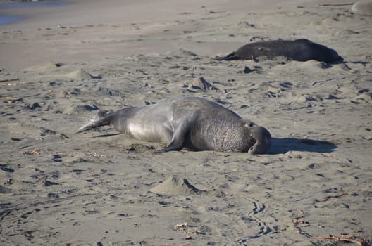 elephant seals liing on a californian beach