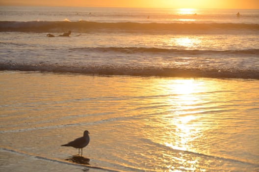 seagull sitting at the beach at sunset in Hawaii