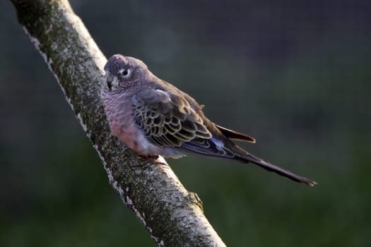 Bourke parakeet
