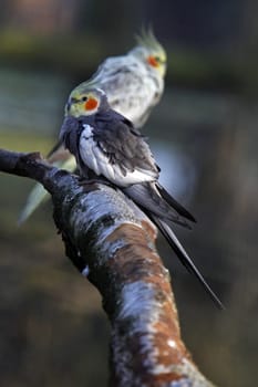 Two cockatiels on a branch
