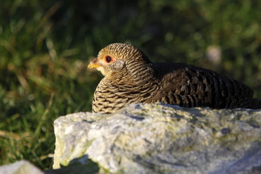 Golden Pheasant (female)
