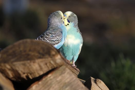 Budgies in a free-flight aviary