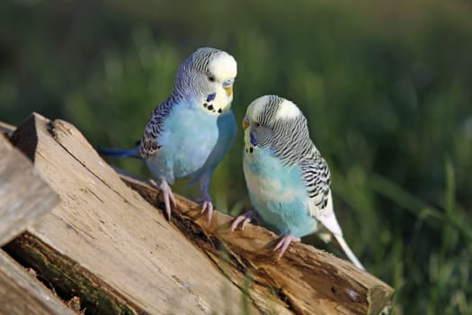 Budgies in a free-flight aviary