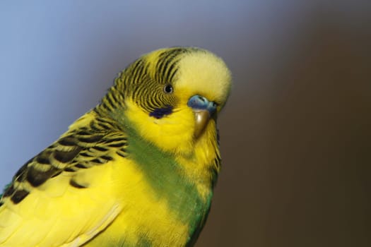 Green-yellow budgie