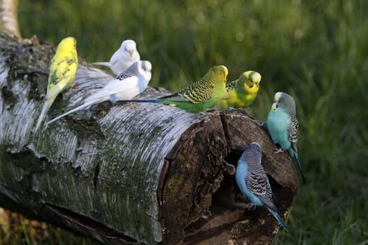 Budgies in a free-flight aviary