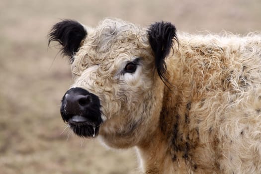 Galloway beef