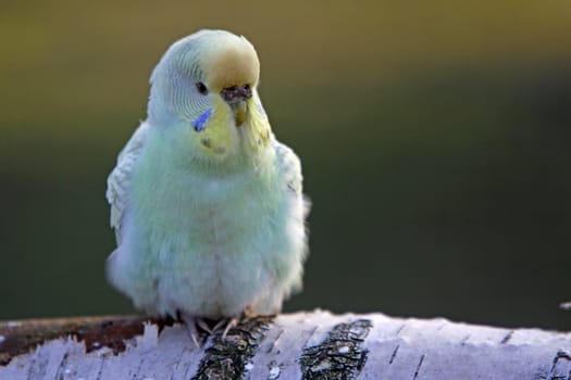 Budgies in a free-flight aviary