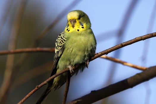 Green-yellow budgie