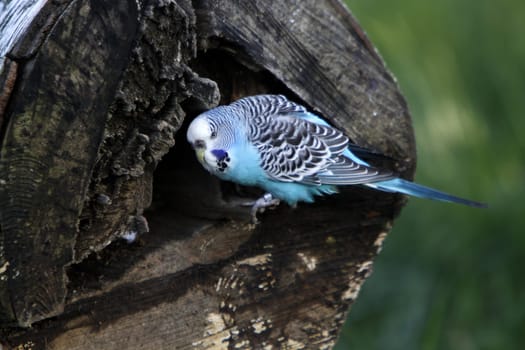 Budgies in a free-flight aviary