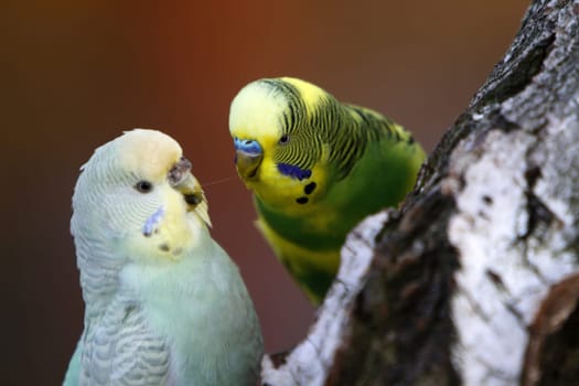 Budgies in a free-flight aviary