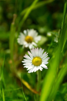 Small daisies in a green grass field