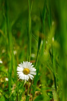 Small daisies in a green grass field