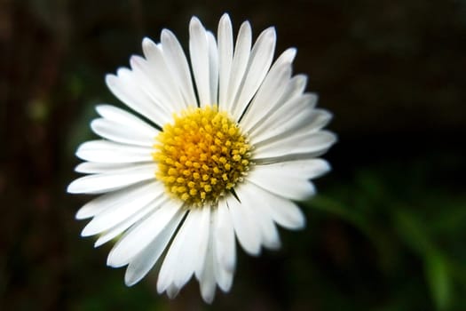 Small white daisy against a black background
